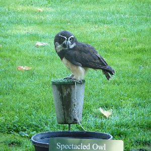 Woodland Park Zoo - Spectacled Owl