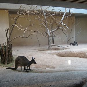 Kangaroo inside exhibit