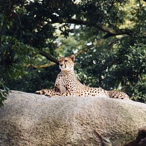 Cheetah