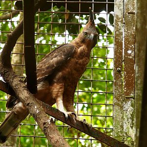 Ragunan Zoo Jakarta - Javan hawk eagle