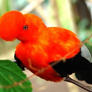 Wuppertal Zoo - Andean cock-of-the-rock