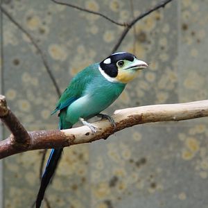 Wuppertal Zoo - Long-tailed broadbill