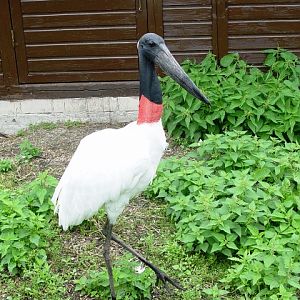 Niendorf Bird Park - Jabiru