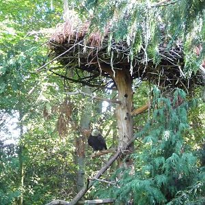 Woodland Park Zoo - Bald Eagle Exhibit