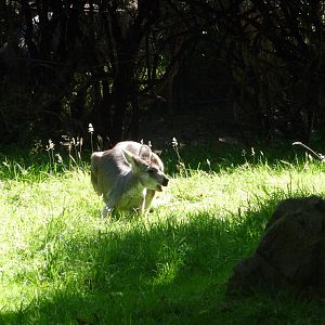 Woodland Park Zoo - Common Wallaroo