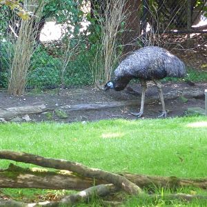 Woodland Park Zoo - Emu