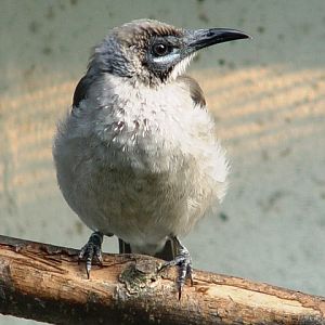 Heppenheim Bird Park - Little friarbird