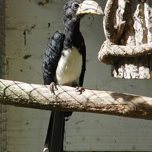 Heppenheim Bird Park - Allied hornbill
