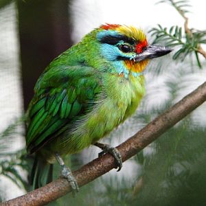 Heppenheim Bird Park - Black-browed barbet