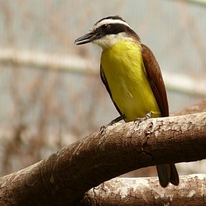 Blijdorp Zoo Rotterdam - Derby flycatcher