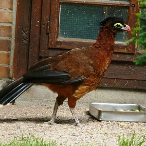 Berlin Zoo - Nocturnal Curassow