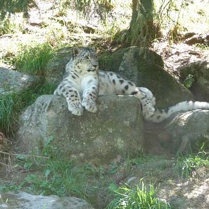 Woodland Park Zoo - Snow Leopard