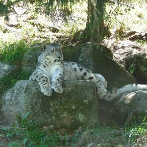 Woodland Park Zoo - Snow Leopard