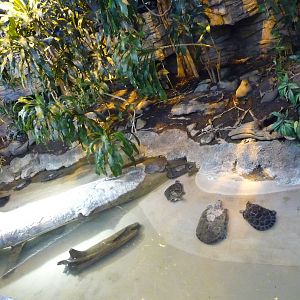 Woodland Park Zoo - Yellow-spotted Sideneck Turtle Exhibit