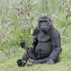 Gorilla at Port Lympne