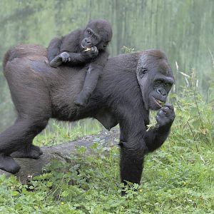 Gorillas at Port Lympne