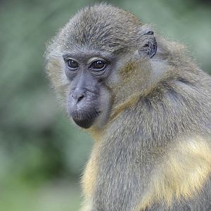Golden-bellied mangabey