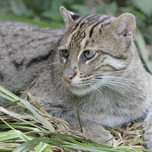 Fishing Cat