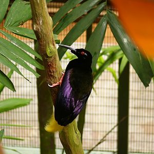 Jurong Bird Park - Twelve-wired bird of paradise