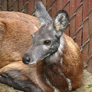 San Diego Zoo - Siberian musk deer