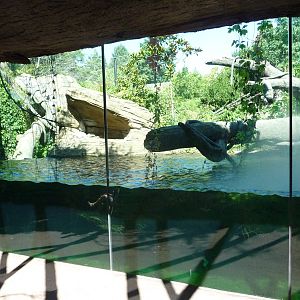 Woodland Park Zoo - Jaguar Cove
