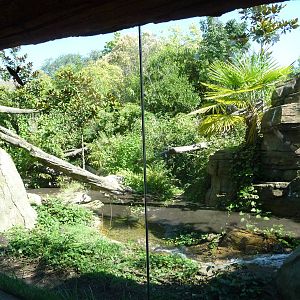 Woodland Park Zoo - Jaguar Cove