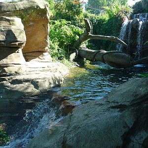 Woodland Park Zoo - Jaguar Cove