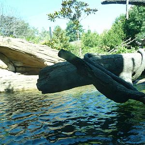 Woodland Park Zoo - Jaguar Cove