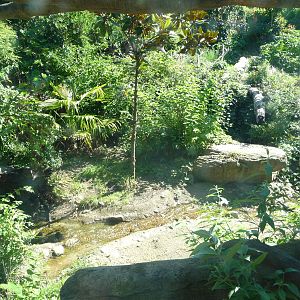 Woodland Park Zoo - Jaguar Cove