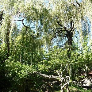 Woodland Park Zoo - Red-Ruffed Lemur Exhibit