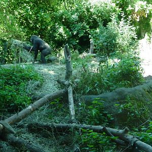 Woodland Park Zoo - Gorilla Exhibit