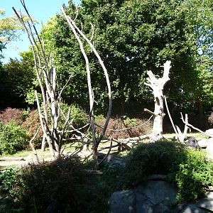 Woodland Park Zoo - Gorilla Exhibit