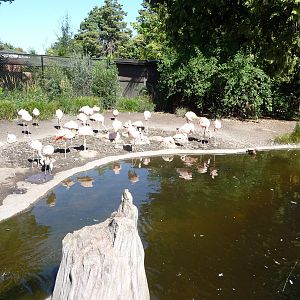 Woodland Park Zoo - Chilean Flamingo Exhibit