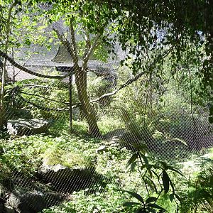 Woodland Park Zoo - Sunda Wrinkled Hornbill Exhibit