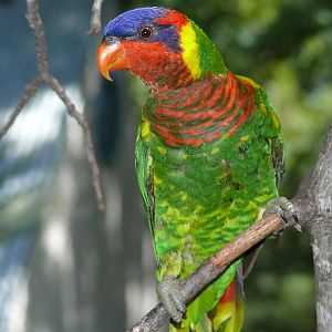 San Antonio Zoo - Ornate lorikeet