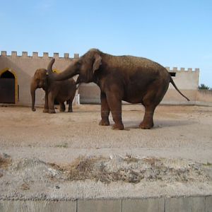 Asian elephants:Auto safari ,Mallorca