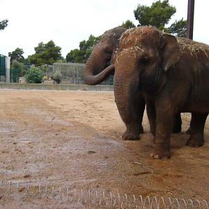 Asian Elephants,auto safari,Mallorca