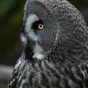 Great grey owl - Skansen