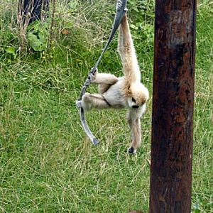 Gibbon and orangutan face off