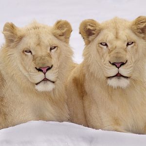 Panthera Leo Timbavati