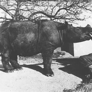 Sumatran rhino with keeper