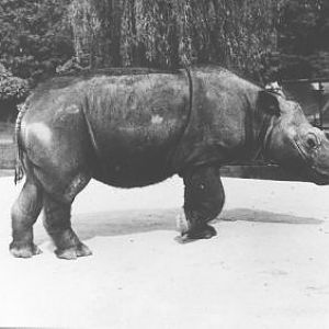 Sumatran Rhino in the outdoor exhibit