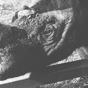 Sumatran rhino