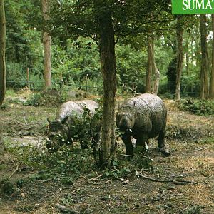 Sumatran rhinos