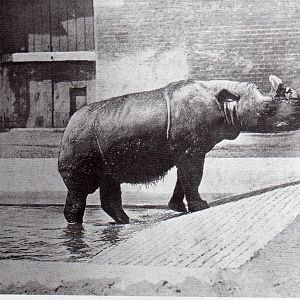 Sumatran Rhion Begum