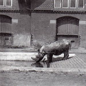 Sumatran rhino jackson