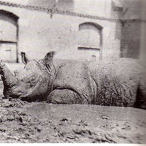 Sumatran rhino in mudhole