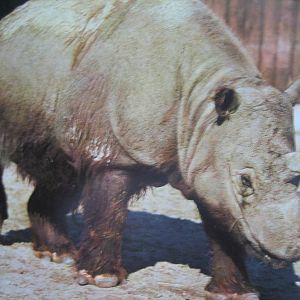 Sumatran rhino