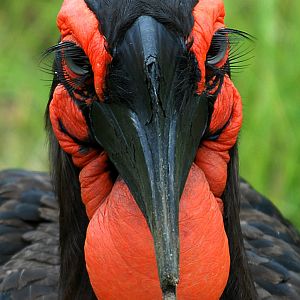 Ground Hornbill
