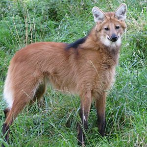 Maned Wolf